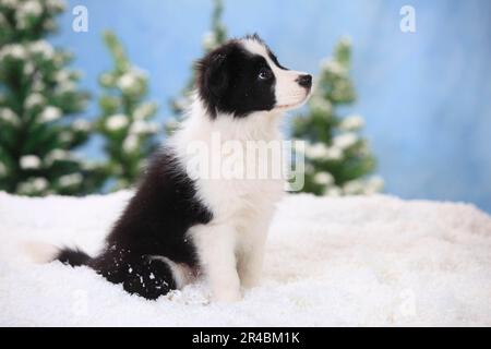 Border Collie, cucciolo, 11 settimane Foto Stock