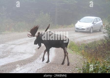 Moose (Alces alces), maschio durante il solco, attraversando la strada di fronte all'auto, Gaspesie parco nazionale, Quebec, Canada Foto Stock