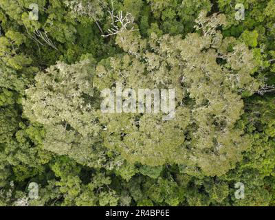 Vista dei droni al Big Tree del Parco Nazionale di Tsitsikamma in Sud Africa Foto Stock