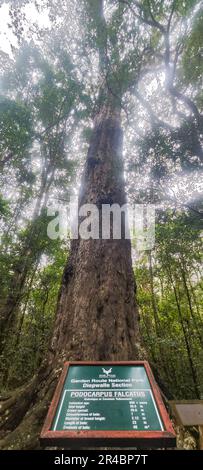 Vista sul Big Tree of Tsitsikamma National Park in Sudafrica Foto Stock