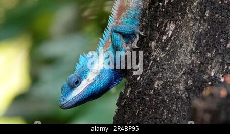 Una lucertola blu crestata arroccata su un albero in un lussureggiante ambiente tropicale, crogiolandosi alla calda luce del sole Foto Stock