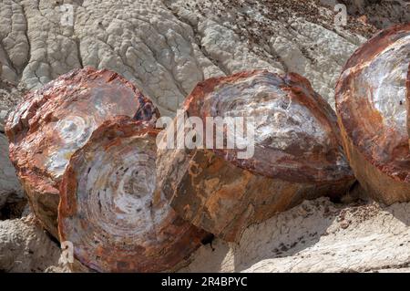 I tronchi pietrificati nella foresta di cristallo del Parco Nazionale della Foresta pietrificata Foto Stock