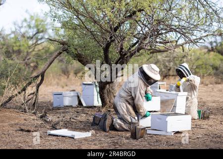 Primo piano di due apicoltori in indumenti protettivi che lavorano su una scatola di alveare Foto Stock