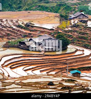 Nella stagione delle piogge, i campi terrazzati vengono versati, i famigerati trapiantano riso nella provincia di Lao Cai, in Vietnam Foto Stock