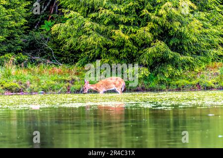 Un cervo dalla coda bianca che beve acqua dallo stagno con la foresta sullo sfondo Foto Stock