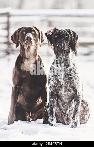 Due cani, entrambi sportivi di pellicce spesse, siedono nella neve Foto Stock