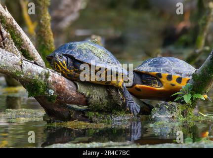 Due tartarughe a corsoio dalle orecchie rosse, una specie di tartaruga acquatica, crogiolatevi al sole in un ambiente naturale Foto Stock