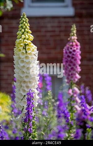 Washington, DC - Fossguanto comune (Digitalis purpurea) che cresce in un giardino su Capitol Hill. Foto Stock