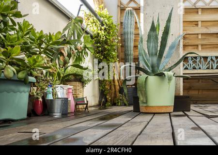 Una terrazza attico a un piano con pavimento in legno scuro con varie piante, aloe e cactus acquerizzati di fresco Foto Stock