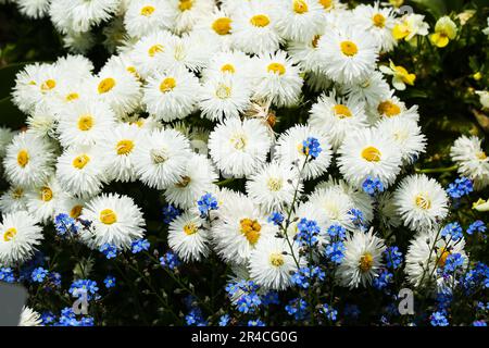 Bianco Inglese Daisy Bellis perennis 'Habanera White Foto Stock