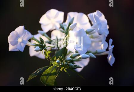 Giardino Phlox paniculata fiori estivi luminosi. Foto Stock