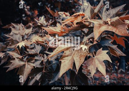 Primo piano sycamore primaverile (platan) ramo d'albero nel parco. Foto Stock