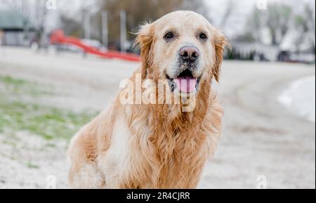 Ritratto di adorabile cane Golden Retriever razza all'aperto Foto Stock