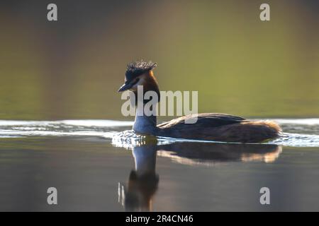 Closeup di una coppia di grebe a collo nero, podiceps nigricollis, in estate tuono di danza corso sulla superficie d'acqua di un lago. Foto Stock