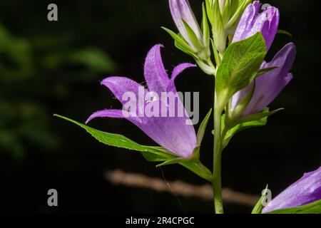 Primo piano di fiori di fiori di ortica su fondo naturale scuro e sfocato. Campanula trachelio. Bel dettaglio di campana viola pelosa a forma di f Foto Stock