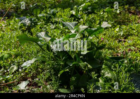 Cuckoopint o Arum maculatum freccia a forma di foglia, boschiva pianta velenosa in famiglia Araceae. foglie a forma di freccia. Altri nomi sono nakeshead, adder's ro Foto Stock