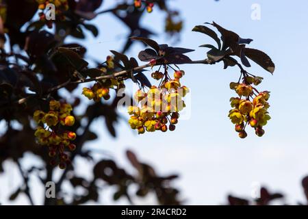 Berberis thunbergii arbusto fiorito ornamentale alla bacca giapponese, gruppo di bei fiori di petalo giallo in fiore, foglie viola-rossastre. Foto Stock