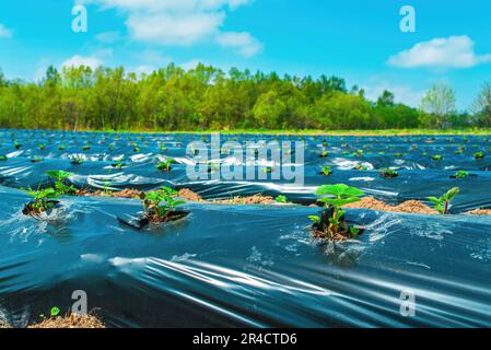 Filari di fragole su terra coperti da film di pacciame di plastica in agricoltura biologica. Coltivazione di bacche e ortaggi con il metodo di pacciamatura Foto Stock