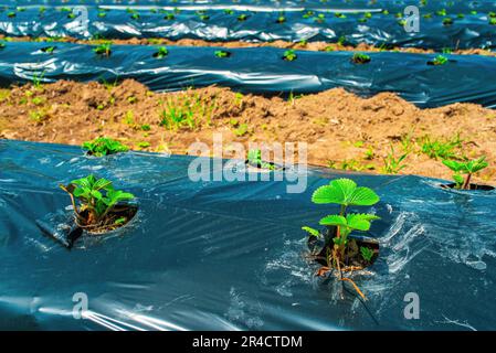 Filari di fragole su terra coperti da film di pacciame di plastica in agricoltura biologica. Coltivazione di bacche e ortaggi con il metodo di pacciamatura Foto Stock