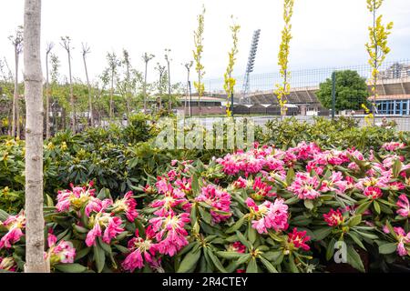 Rhododendron subg. Hymenantas fiorisce per le strade di Erevan Armenia Foto Stock