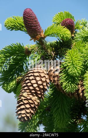 Picea 'Acrocona', Coni di abete rosso, Picea abies 'Acrocona', Primavera, Branch, Spara Foto Stock