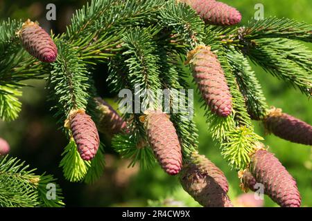 Abete di Norvegia, Coni, Twig, Spruce, Primavera, Spara coni sulle estremità dei rami Foto Stock