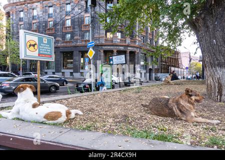 I cani randagi accanto al cartello non camminano i cani. Centro di Erevan Armenia Foto Stock