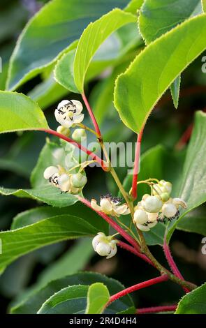 Fiori maschi del kiwi frutta Foto Stock