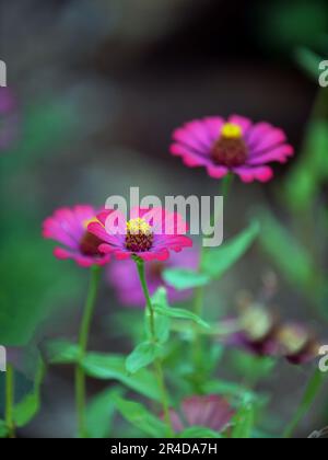 Primo piano di un mazzo di fiori colorati e luminosi. Fiore di Zinia Foto Stock