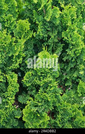 Hinoki Cypress, Chamaecyparis ottusa 'Ungarn', Cypress giapponese Foto Stock