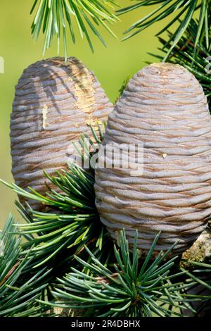 Coni del ciclo di vita di gymnosperm Coniferous, cono, ramo, cedro, aghi, Crescita, Cedrus libani "Blue Angel" Foto Stock