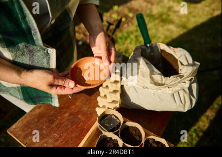 Vista dall'alto del piatto di clat con le mani del contadino e i semi di pomodoro. Agricoltura biologica primaverile. Giardinaggio. Agricoltura. Foto Stock