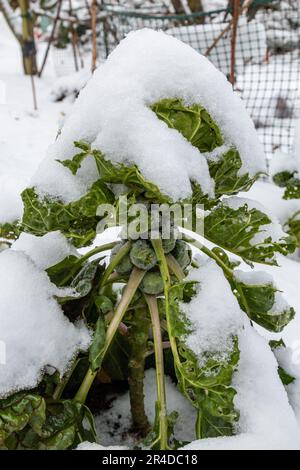 In un'assegnazione in una fredda giornata invernale una pianta di cavoli di bruxelles è coperta di neve, Cambridge, Regno Unito Foto Stock