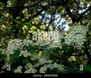 Fiore di biancospino selvatico, fiore di maggio, crategus monogyna. Cardiff. Preso il 2023 maggio. Estate Foto Stock