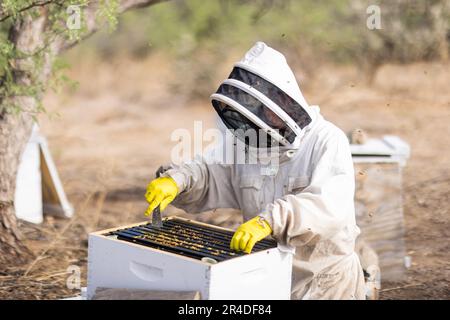 Una persona che indossa un vestito da apicoltore tiene due api in una scatola di alveare Foto Stock