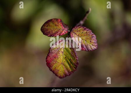 Piccoli rami di un albero con ocra e colori autunnali rossi nella foresta. Foto Stock