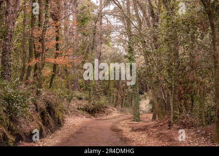 Un sentiero tranquillo e solitario attraversa una foresta di faggi. L'autunno comincia e la foresta comincia a diventare ocra. Faggio a Girona, Spagna. Foto Stock