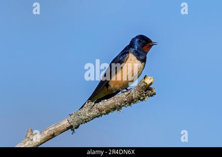 Fienile (Hirundo rustica / Hirundo eritrocogaster) arroccato sul ramo e che chiama in primavera Foto Stock