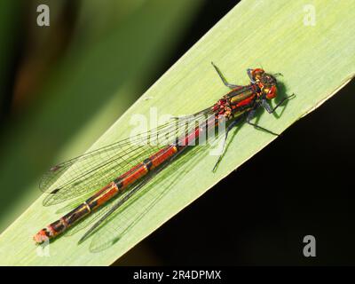 Dampelfly rossa grande femmina (Pyrrosoma nymphula) su bandiera iris foglia Foto Stock
