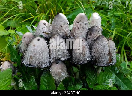 I funghi di sterco sono cresciuti fra l'erba verde. Foto di alta qualità Foto Stock