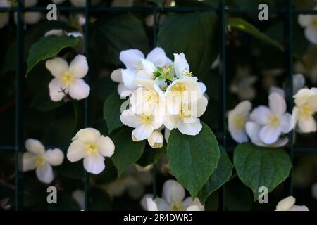 Finta arancione philadelphus coronarius in fioritura su un recinto visto da vicino Foto Stock