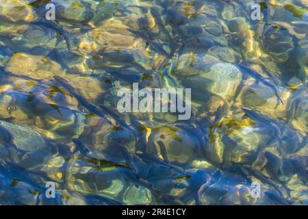 Centinaia di pesci grinacei visti sotto acqua incontaminata e limpida nel Canada settentrionale durante l'estate con acqua bella. Foto Stock