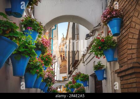 Via Calleja de las Flores con vasi di fiori e Torre della Cattedrale - Cordoba, Andalusia, Spagna Foto Stock