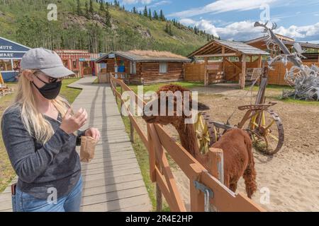 Donna che indossa una maschera facciale, cappello in ambiente esterno in uno zoo con animali domestici, da mangiare a un alpaca marrone. Foto Stock