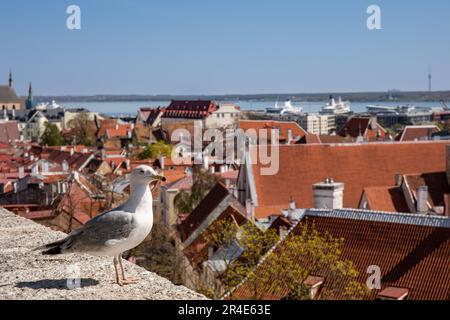 Gabbiano di aringa europeo, Larus argentatus, appollaiato sul bordo della piattaforma di osservazione di Kohtutosa a Vanalinn, la città vecchia di Tallinn, Estonia Foto Stock