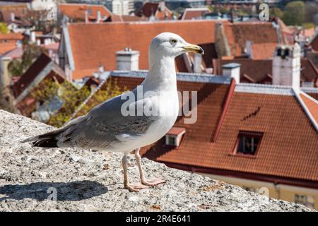 Gabbiano di aringa europeo, Larus argentatus, appollaiato sul bordo della piattaforma di osservazione di Kohtuotsa a Vanalinn, la città vecchia di Tallinn, Estonia Foto Stock