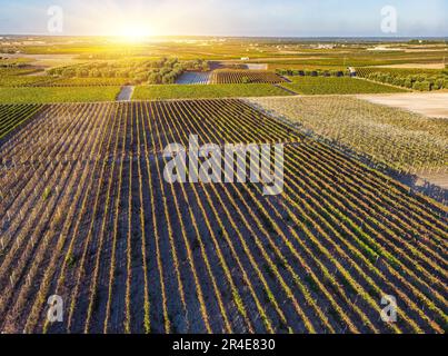 Vista aerea di un verde vigneto estivo al tramonto Foto Stock