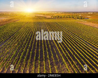 Vista aerea di un verde vigneto estivo al tramonto Foto Stock