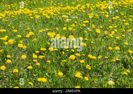 Campo con erba verde e dente giallo Foto Stock