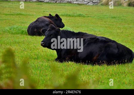 Uomini-un-Tol e mucche Foto Stock